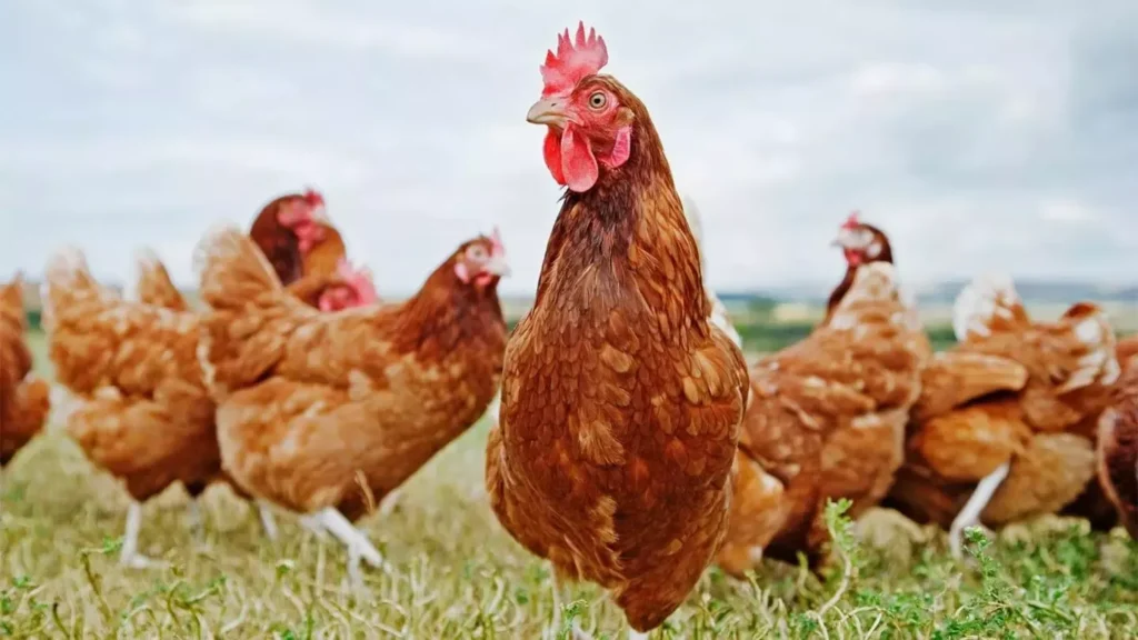 gallo negro