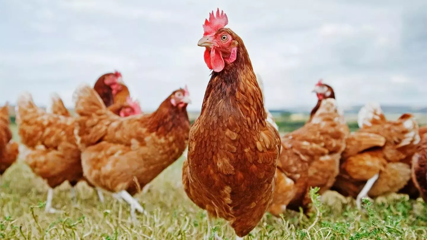 gallo negro